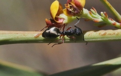 Dolichoderus scabridus