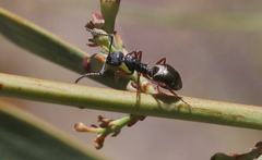 Dolichoderus scabridus