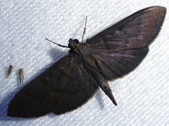 Omiodes noctescens
