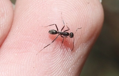 Iridomyrmex bicknelli