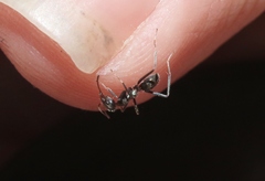 Iridomyrmex bicknelli