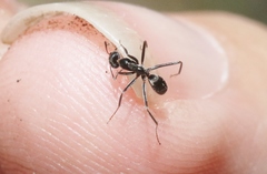 Iridomyrmex bicknelli