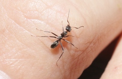 Iridomyrmex bicknelli