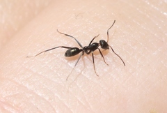 Iridomyrmex bicknelli
