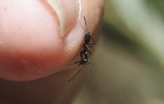 Iridomyrmex bicknelli