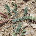Astragalus holmgreniorum - Photo 由 Walter Fertig 所上傳的 (c) Walter Fertig，保留部份權利CC BY-NC