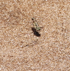 Neocicindela tuberculata