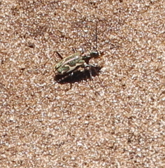 Neocicindela tuberculata