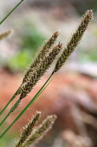 Kaibab sedge (Carex curatorum)