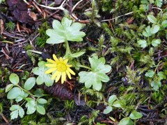 Tephroseris newcombei