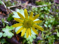 Tephroseris newcombei