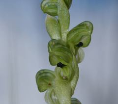 Pterostylis bicolor