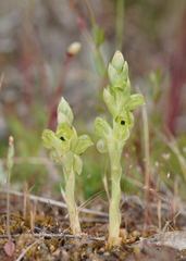 Pterostylis bicolor