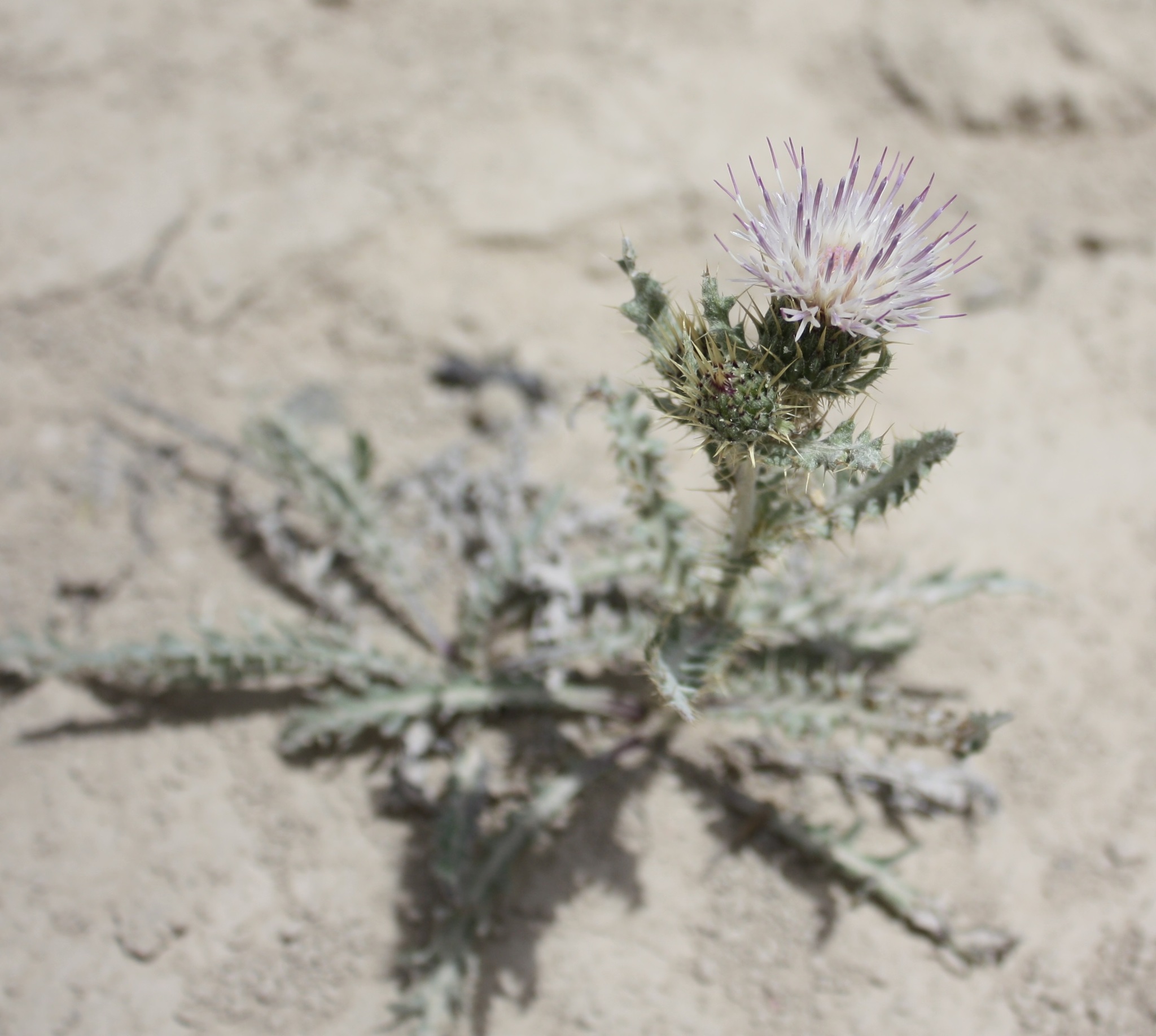 Cirsium pulcherrimum var. aridum