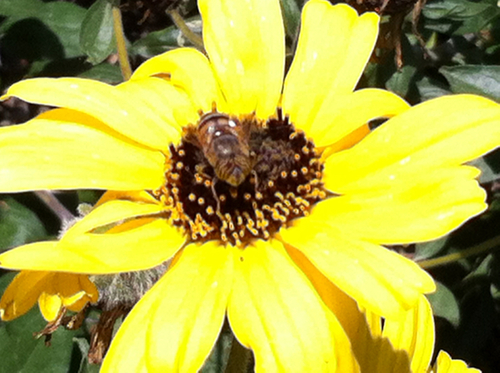 Stripe-eyed Lagoon Fly photo 3