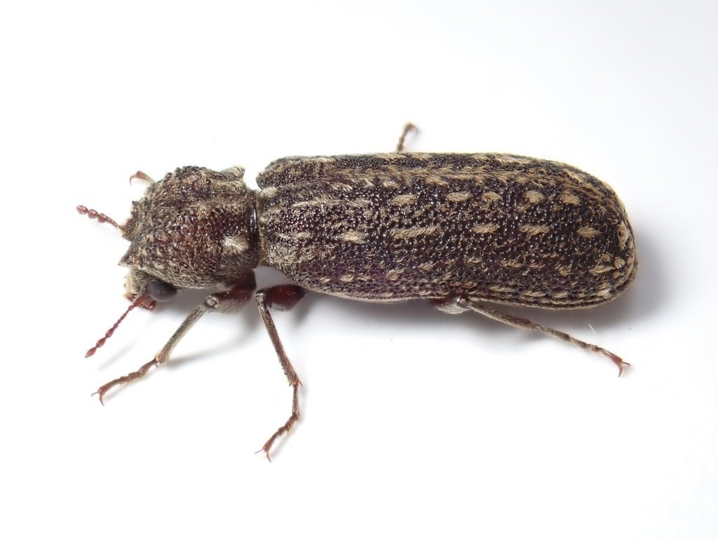 Lichenophanes varius