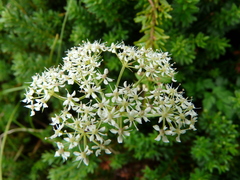 Ligusticum calderi