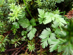 Ligusticum calderi