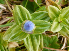 Gentiana platypetala