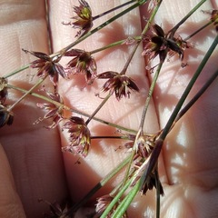 Juncus dubius