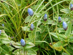 Gentiana platypetala