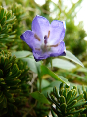 Gentiana platypetala