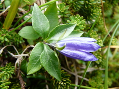 Gentiana platypetala