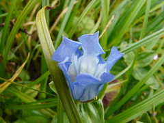 Gentiana platypetala