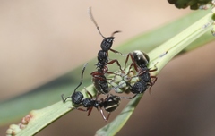 Dolichoderus scabridus