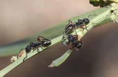 Dolichoderus scabridus