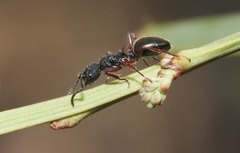 Dolichoderus scabridus