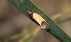 Merocroca automima