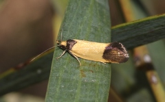 Merocroca automima