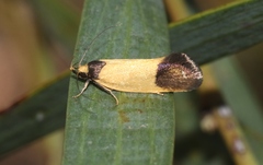 Merocroca automima