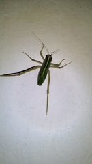 Tettigonioidea