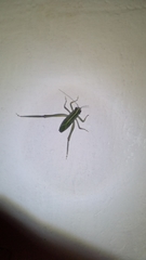 Tettigonioidea