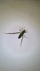 Tettigonioidea