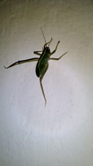 Tettigonioidea