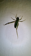 Tettigonioidea