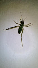 Tettigonioidea