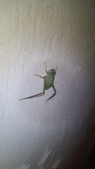 Tettigonioidea