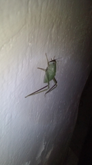Tettigonioidea