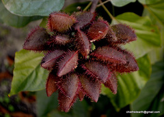 Bixaceae