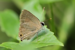 Deudorix epijarbas cinnabarus