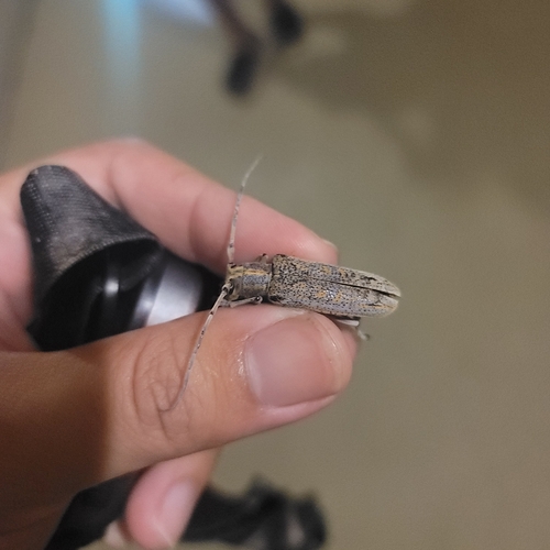Poplar Borer photo 5