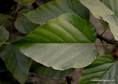 Bixaceae
