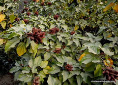 Bixaceae