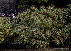 Bixaceae