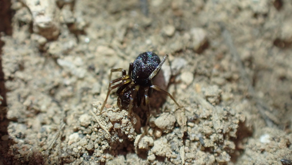 Zodarion styliferum