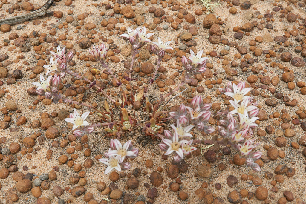 Dudleya crassifolia, Ensenada, MX-BN, MX